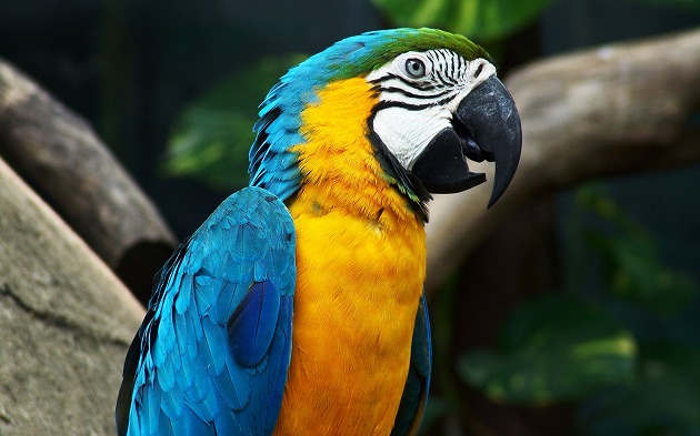 Yellow-Blue-Parrot