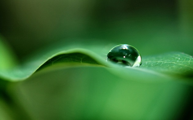 waterdrop_hanging_on_green_leaf-wide